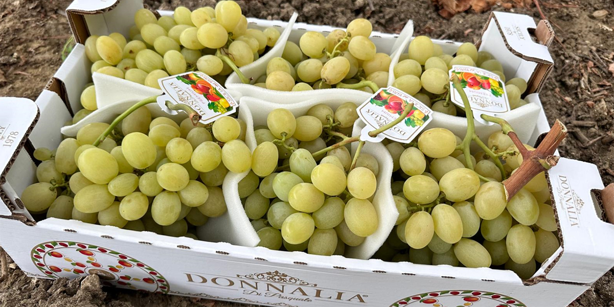 Uva di Canicattì: l’appeal della tradizione spinge i consumi anche all’estero